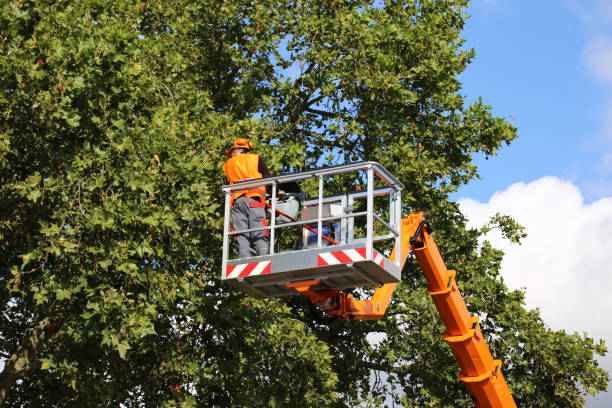 Best Tree Cabling and Bracing  in Poteet, TX